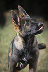 Deutscher Schferhund Portrait
