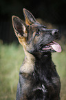 Deutscher Schferhund Portrait