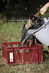 Deutscher Schferhund Welpe mit Wassereimer