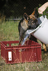 Deutscher Schferhund Welpe mit Wassereimer