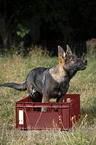 Deutscher Schferhund Welpe