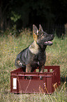sitzender Deutscher Schferhund Welpe