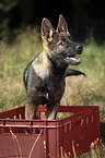 Deutscher Schferhund Welpe