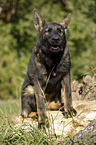 sitzender Deutscher Schferhund