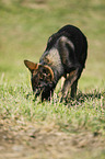 Deutscher Schferhund schnuppert im Gras