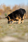 Deutscher Schferhund
