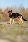 stehender Deutscher Schferhund