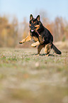 rennender Deutscher Schferhund