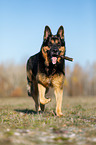 rennender Deutscher Schferhund