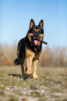 rennender Deutscher Schferhund