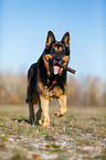 rennender Deutscher Schferhund