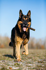rennender Deutscher Schferhund