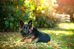 liegender Deutscher Sch�ferhund