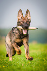 Deutscher Schferhund apportiert Dummy