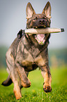Deutscher Schferhund apportiert Dummy