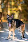 Deutscher Schferhund