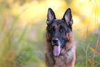 Deutscher Sch�ferhund Portrait