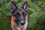 Deutscher Sch�ferhund Portrait