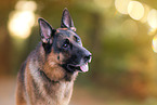 Deutscher Sch�ferhund Portrait