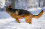 Deutscher Schferhund rennt durch den Schnee