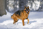 Deutscher Schferhund rennt durch den Schnee