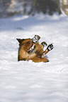 Deutscher Schferhund wlzt sich im Schnee
