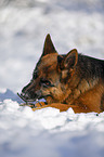 Deutscher Schferhund liegt im Schnee
