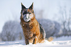 Deutscher Schferhund steht im Schnee
