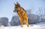 Deutscher Schferhund steht im Schnee