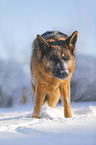 Deutscher Schferhund steht im Schnee