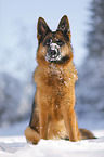 Deutscher Schferhund sitzt im Schnee