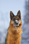 Deutscher Schferhund Portrait