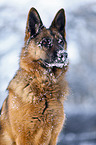 Deutscher Schferhund Portrait