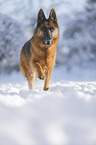 Deutscher Schferhund rennt durch den Schnee