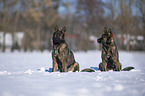 Deutscher Schferhunde