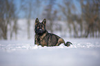 Deutscher Schferhund liegt im Schnee