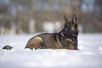 Deutscher Schferhund liegt im Schnee