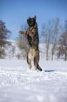 springender Deutscher Schferhund