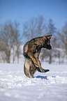 springender Deutscher Schferhund