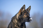 Deutscher Schferhund Portrait