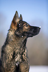 Deutscher Schferhund Portrait