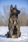 Deutscher Schferhund sitzt im Schnee