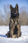 Deutscher Schferhund sitzt im Schnee