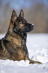 Deutscher Schferhund liegt im Schnee