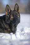 Deutscher Schferhund liegt im Schnee