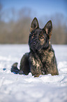 Deutscher Schferhund liegt im Schnee