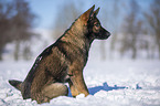 Deutscher Schferhund sitzt im Schnee