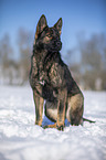 Deutscher Schferhund sitzt im Schnee