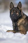 Deutscher Schferhund liegt im Schnee