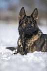 Deutscher Schferhund liegt im Schnee